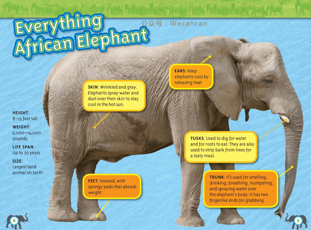 Elephants绘本故事第5页