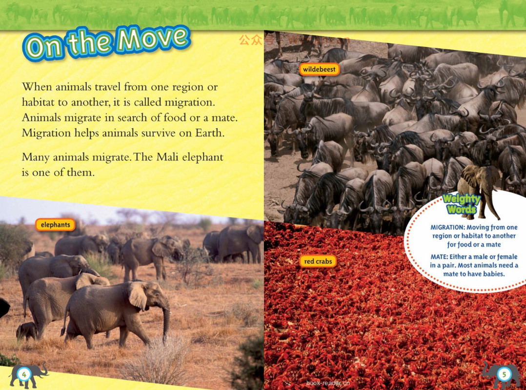 Elephants绘本故事第3页