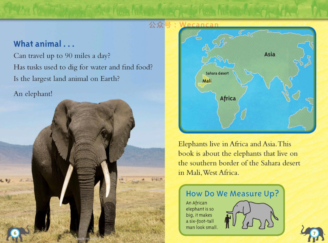 Elephants绘本故事第4页